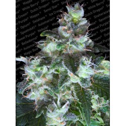 ORIGINAL WHITE WIDOW ·...