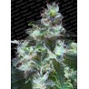 ORIGINAL WHITE WIDOW · Paradise Seeds · semi di canapa · Fem