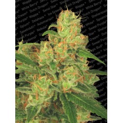 AUTO ACID · Paradise Seeds...