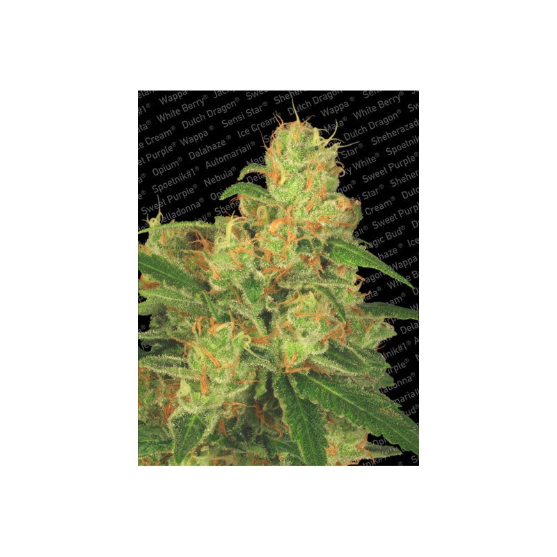 Auto Acid: Belebende Sativa-Energie & Wassermelone-Geschmack | Paradise Seeds