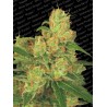 Auto Acid: Energia Sativa Revigorante & Sabor Melancia | Paradise Seeds