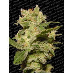 AUTO JACK · Paradise Seeds...