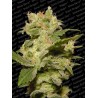 AUTO JACK · Paradise Seeds · semillas de marihuana · AutoFem