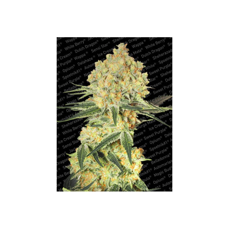 AUTO WAPPA · Paradise Seeds · sementes de maconha · AutoFem
