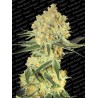 AUTO WAPPA · Paradise Seeds · sementes de maconha · AutoFem