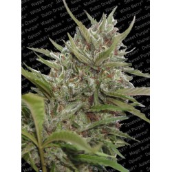 AUTO WHITE BERRY · Paradise...
