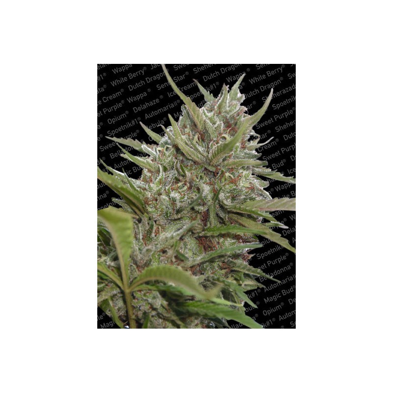 AUTO WHITE BERRY · Paradise Seeds · sementes de maconha · AutoFem