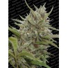 AUTO WHITE BERRY · Paradise Seeds · sementes de maconha · AutoFem
