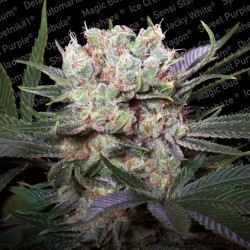 CALIFORNIA GOLD · Paradise...
