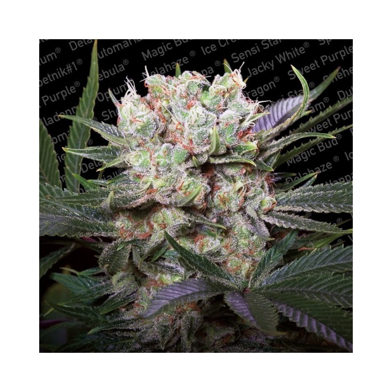 CALIFORNIA GOLD · Paradise Seeds · graines de cannabis · Fem