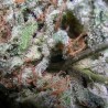 CHAMPIONS PACK INDICA · Paradise Seeds · semillas de marihuana · Fem