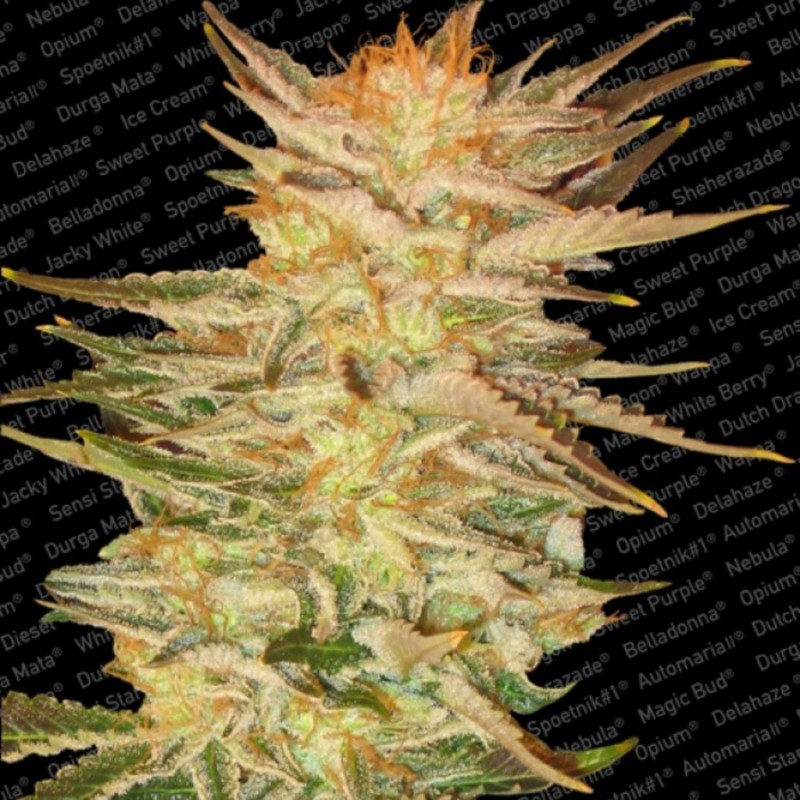 ICE CREAM · Paradise Seeds · sementes de maconha · Fem