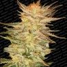 ICE CREAM · Paradise Seeds · sementes de maconha · Fem