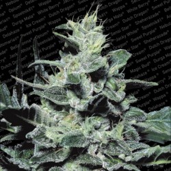 NEBULA · Paradise Seeds ·...