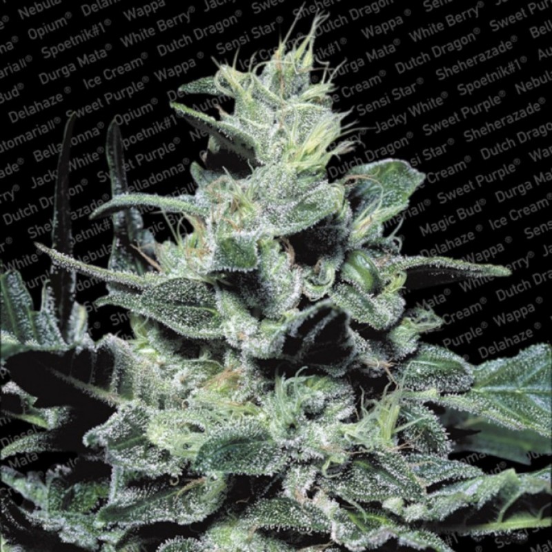 NEBULA · Paradise Seeds · sementes de maconha · Fem