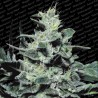 NEBULA · Paradise Seeds · cannabis samen · Fem