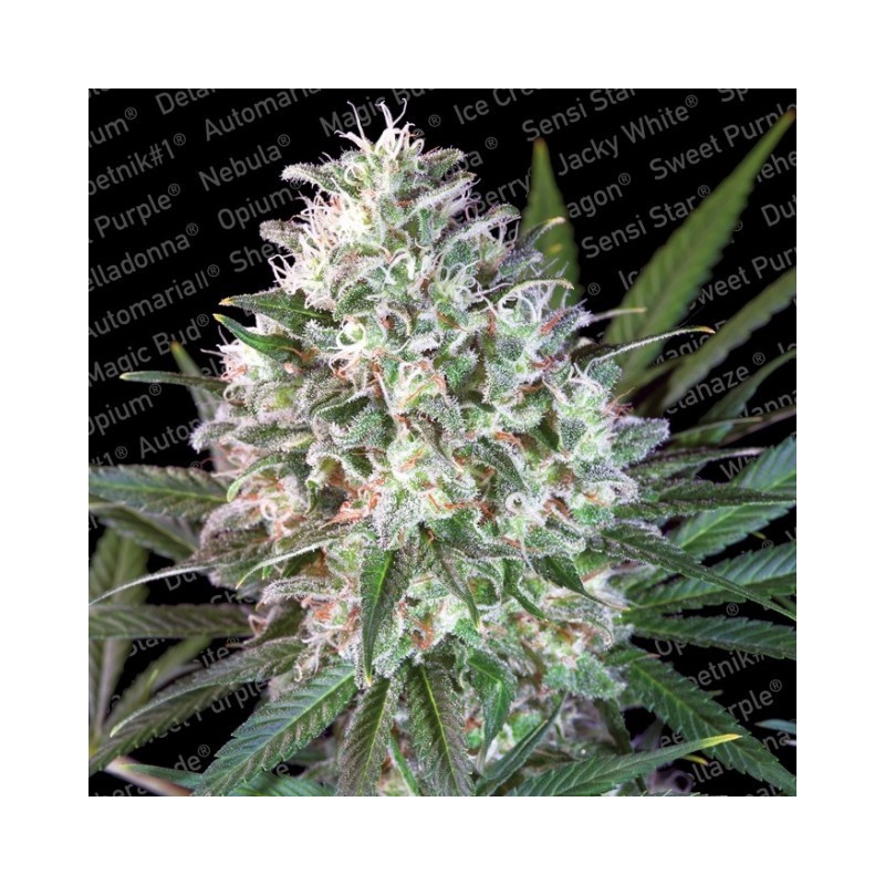 SPACE COOKIES · Paradise Seeds · sementes de maconha · Fem