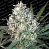 SPACE COOKIES · Paradise Seeds · sementes de maconha · Fem