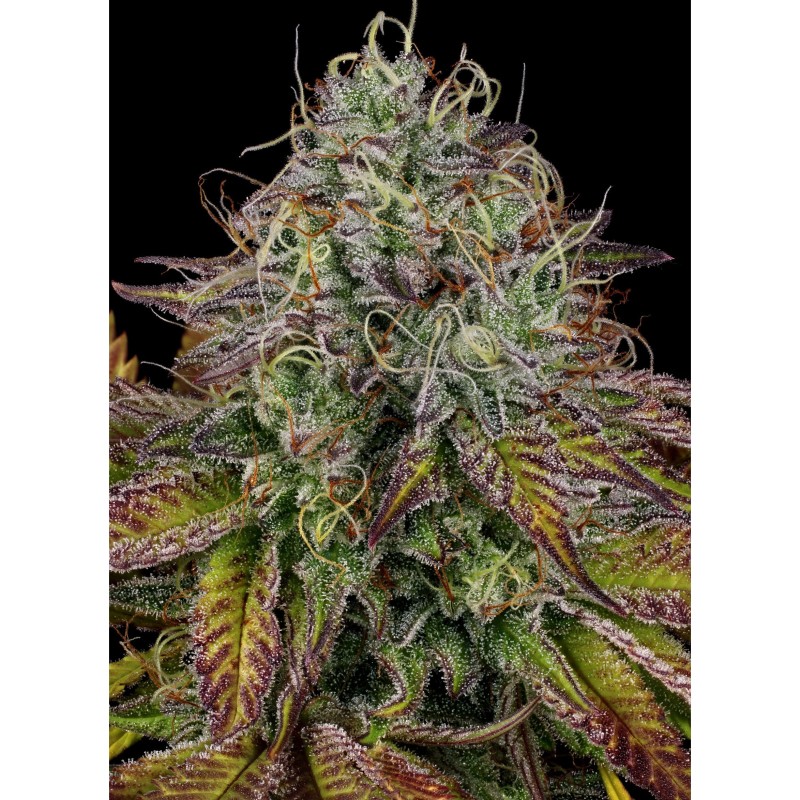 APRICOT CANDY · Paradise Seeds · graines de cannabis · Fem
