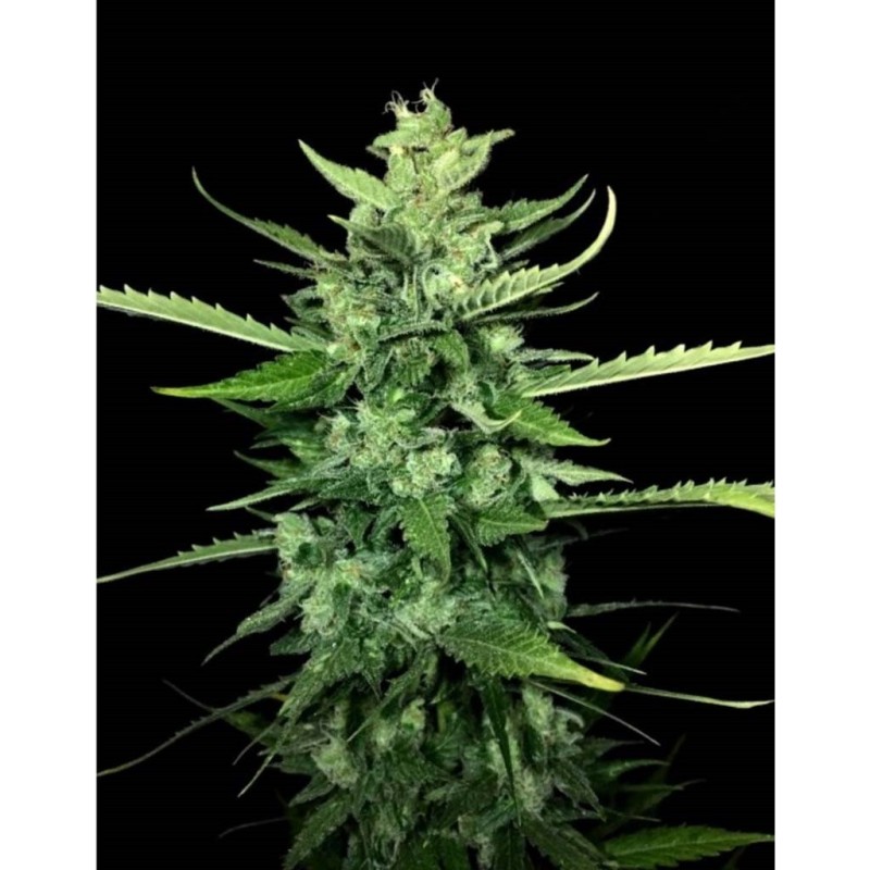 AUTO KONG 4 · Paradise Seeds · semillas de marihuana · AutoFem