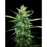 AUTO KONG 4 · Paradise Seeds · sementes de maconha · AutoFem