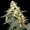 AUTO LEMONADE · Paradise Seeds · semi di canapa · AutoFem