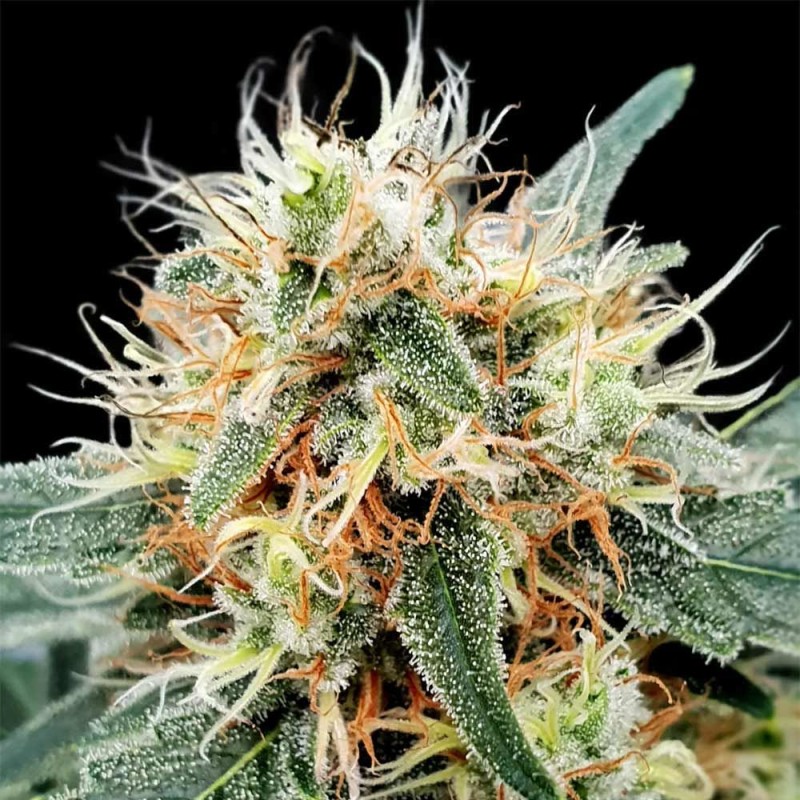 AUTO STROMBOLI · Paradise Seeds · cannabis seeds · AutoFem