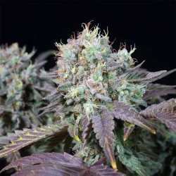 BLUE GEM · Paradise Seeds ·...