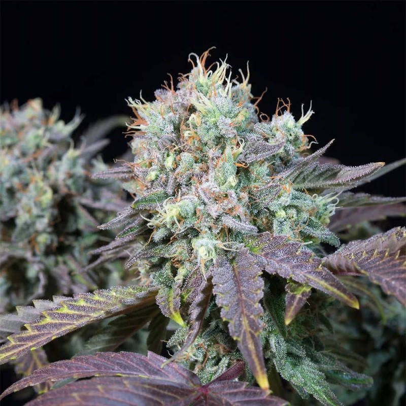 BLUE GEM · Paradise Seeds · graines de cannabis · Fem