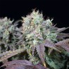 BLUE GEM · Paradise Seeds · graines de cannabis · Fem