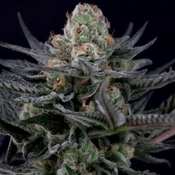 CARAMBA · Paradise Seeds ·...