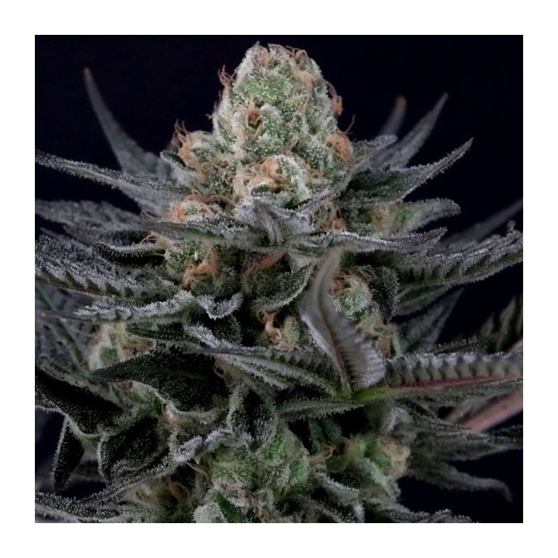 CARAMBA · Paradise Seeds · graines de cannabis · Fem