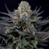 CARAMBA · Paradise Seeds · kaufen cannabis samen · Fem