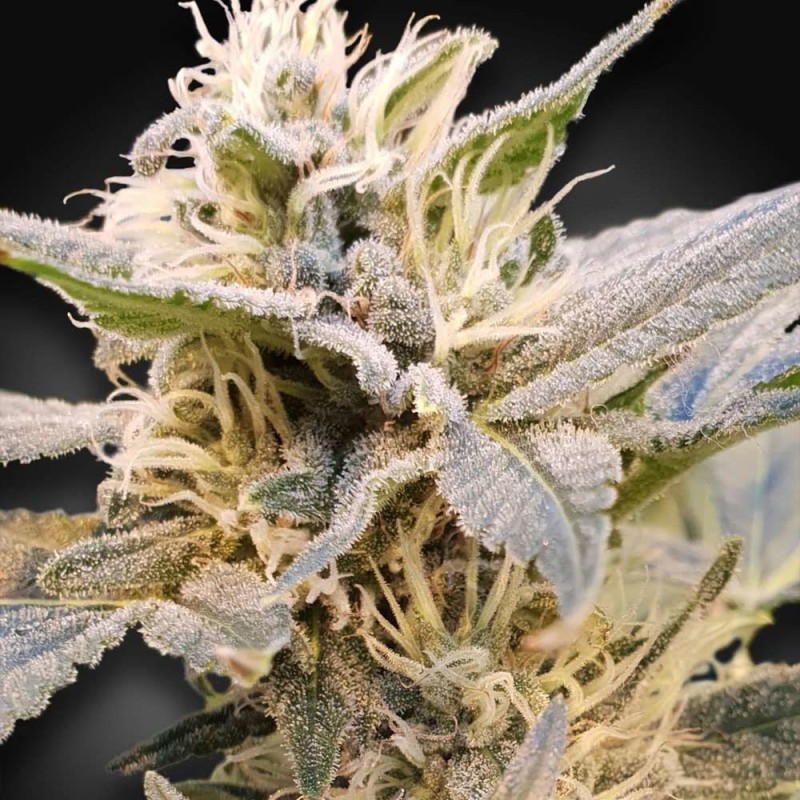 CBDELIGHT · Paradise Seeds · sementes de maconha · Fem