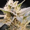 CBDELIGHT · Paradise Seeds · kaufen cannabis samen · Fem