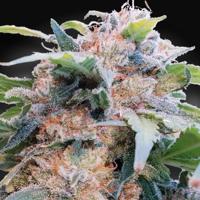 CBDREAM · Paradise Seeds · sementes de maconha · Fem