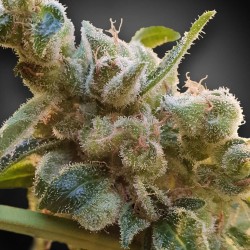CBDRELAX · Paradise Seeds ·...