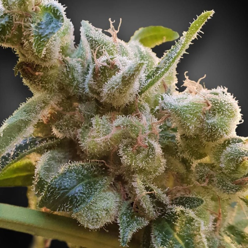 CBDRELAX · Paradise Seeds · cannabis seeds · Fem