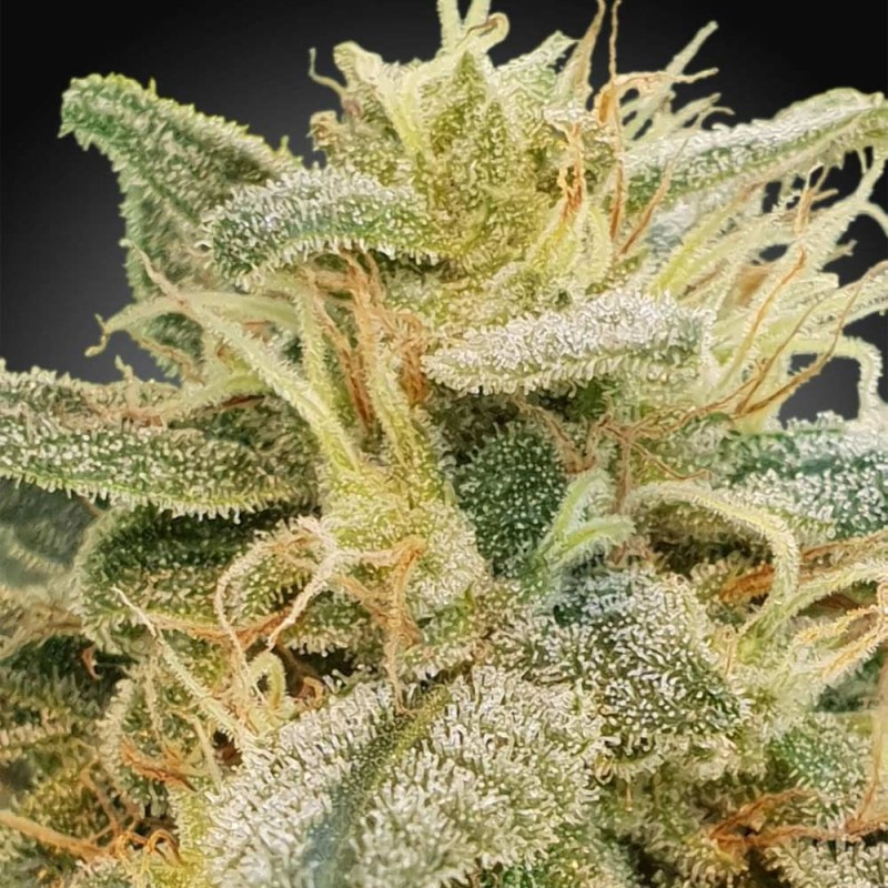 CBDRELIEF · Paradise Seeds · sementes de maconha · Fem