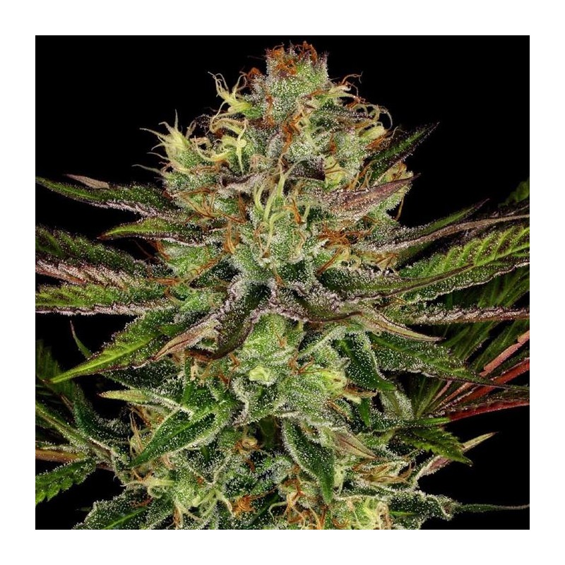 CHOCOLATE WAFFLEZ · Paradise Seeds · kaufen cannabis samen · Fem