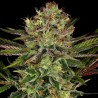 CHOCOLATE WAFFLEZ · Paradise Seeds · kaufen cannabis samen · Fem