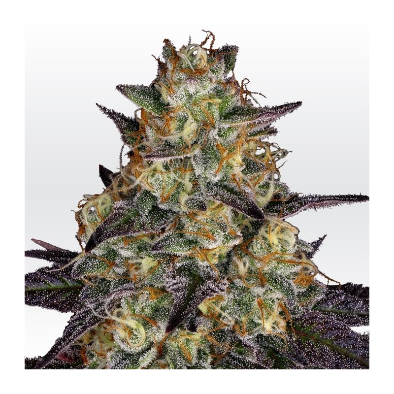 EL DORADO OG · Paradise Seeds · graines de cannabis · Fem