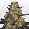 EL DORADO OG · Paradise Seeds · sementes de maconha · Fem