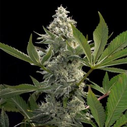 GLOWSTARZ · Paradise Seeds...