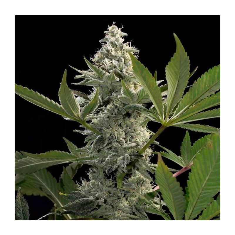GLOWSTARZ · Paradise Seeds · graines de cannabis · Fem