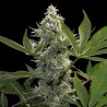 GLOWSTARZ · Paradise Seeds · graines de cannabis · Fem