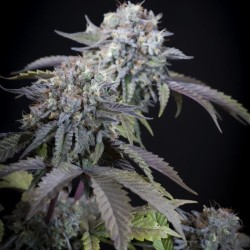 GULUPA · Paradise Seeds ·...