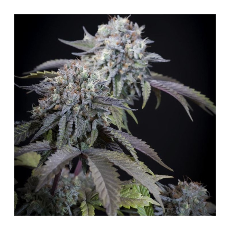 GULUPA · Paradise Seeds · cannabis seeds · Fem