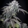 GULUPA · Paradise Seeds · semillas de marihuana · Fem