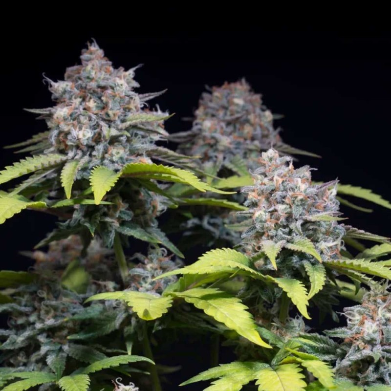 HIGHWAY 66 · Paradise Seeds · sementes de maconha · Fem